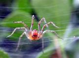 Spider Phobia Screensaver Подробное описание программы
